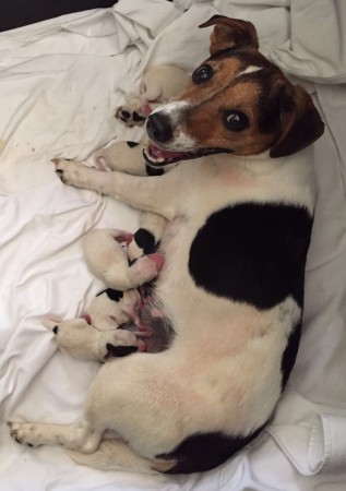 SNEAK-A-PEEK in die Wurfbox - C-WUFF eben gelandet! 06.06.2016